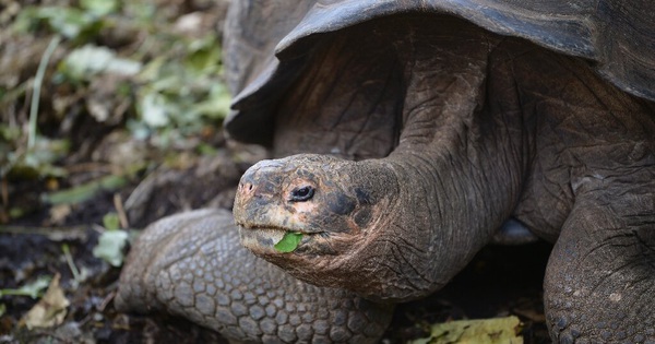 Discovering a new species of giant turtle in the Galapagos Islands