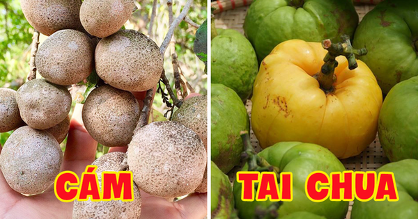 Vietnam has fruits that at first glance seem non-existent, the shape of which no one thinks is edible (Part 2)