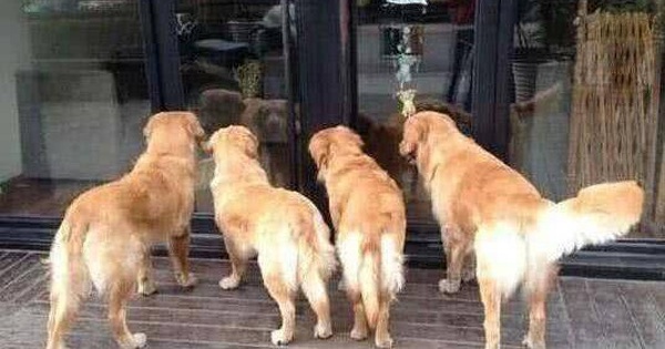 Seeing 4 Golden dogs huddled in front of the store, the owner ran to witness the scene of crying and laughing