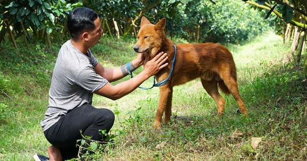 The 8x boy spent 9 years rescuing and preserving hundreds of ‘Dog Kings’ in the local area