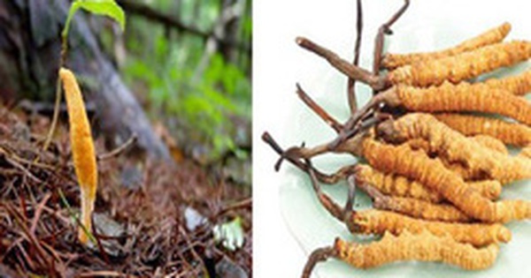 Cordyceps cures cough for a long time