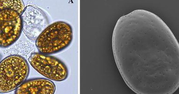 Discovered a new type of bacteria that has the ability to absorb carbon naturally