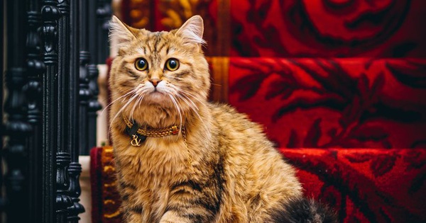 The luxurious life of the cat ‘Queen’ in a 5-star hotel