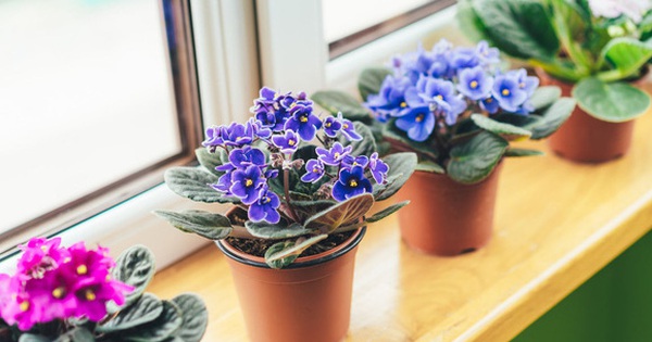 11 types of ornamental plants to help purify the air in the house and attract ‘fortune’