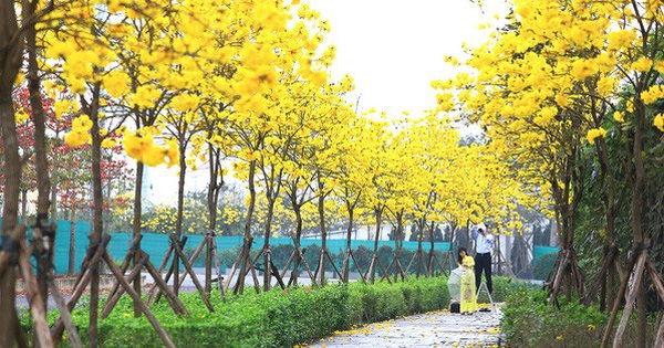 Surprised with the enchanting beauty of Phong Linh flower street located right in the heart of Hanoi