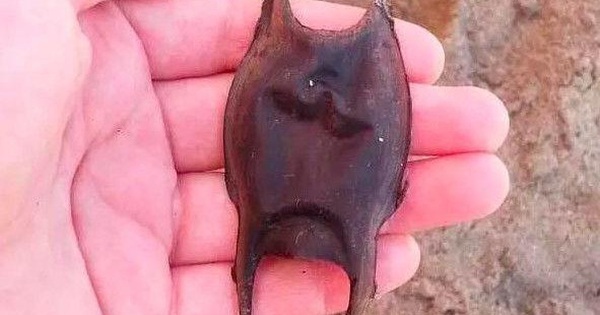 Finding a strange object on the beach, the woman “falls over” when she knows what it is