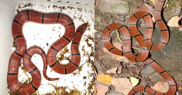 The two snakes look very similar at first glance, but if they are held by mistake, they can be life-threatening