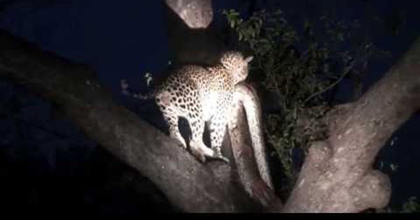 The rock python that ate the antelope was killed by 2 hyenas, the unexpected outcome was when dragged up the tree