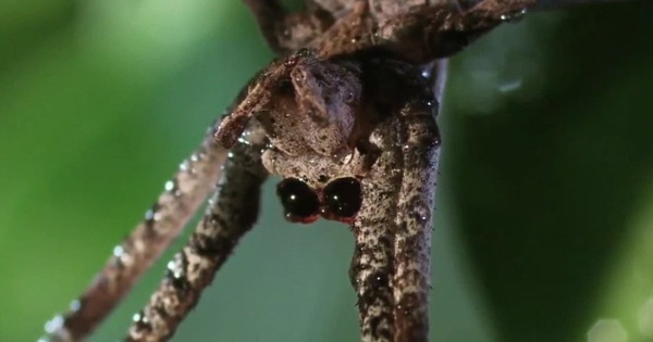 Devil-faced spiders hunt with nets
