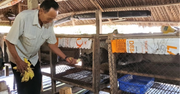 “Old farmer” in the West changed his life by raising precious animals, goods were not sold