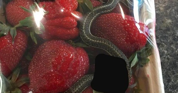 The woman bought strawberries at the supermarket to eat but today strawberries… strange: Is it dangerous?