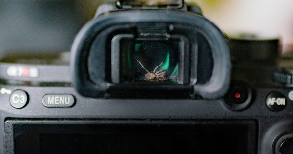 Photographer discovered a spider living in the camera viewfinder, decided to “befriend” it