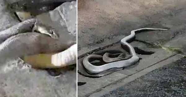 The woman was afraid when she saw two snakes biting their fangs together, what would happen?