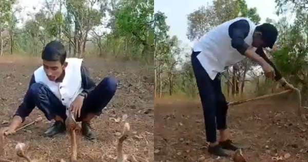 Foolishly playing with a cobra to record a Youtube video, the man received a bitter ending