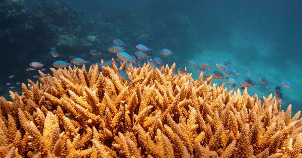 UNESCO lists bleached Great Barrier Reef as “in danger”?