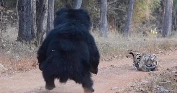 The tiger meets a fierce bear in the middle of the road, what will happen after that?