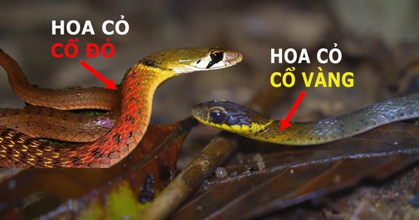 Red-necked flowers are the most dangerous snake in Vietnam, so what about yellow-necked flowers?