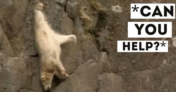 Polar bear stuck for many days on a craggy cliff, what will its fate be?