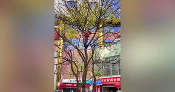 Sweeper staff ‘circus’ on the tree despite everyone’s intervention