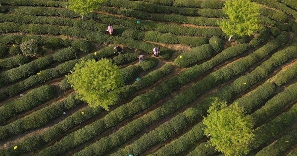 Unemployed due to the epidemic, tour guides are invited to pick tea to earn a living