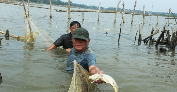 Single move to unload the nursery, spread a net to catch fish in the river, and collect millions every day