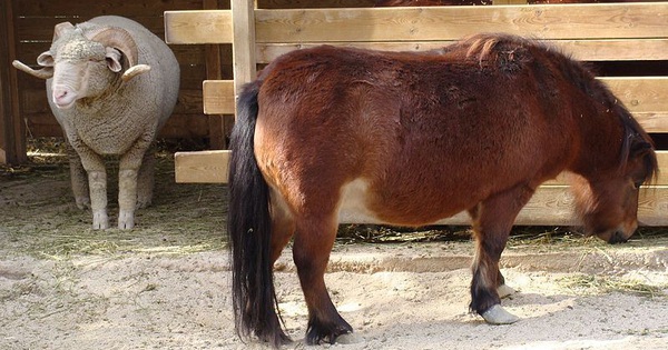 The world’s smallest horse breed can live almost 50 years