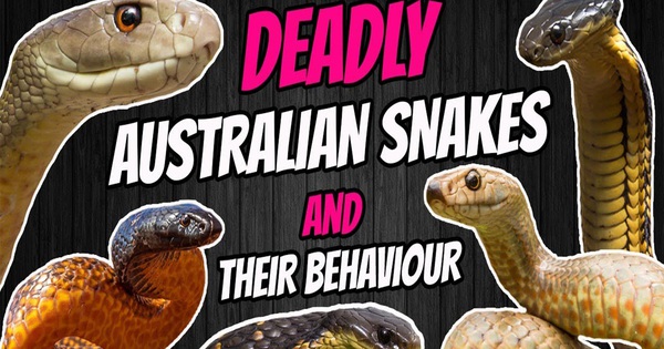 Why are most of the snakes that live in Australia are venomous and are in the top 10 most venomous?