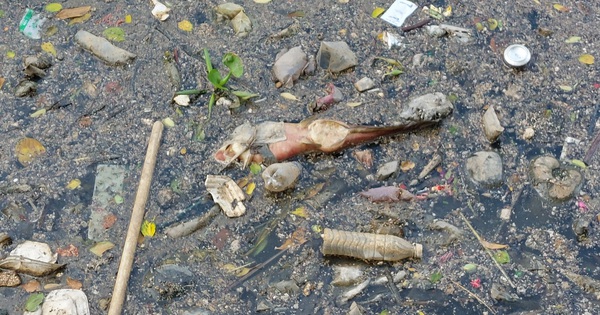 Dead fish and solid waste pile up in Nhieu Loc canal