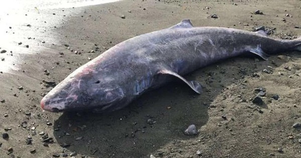 100-year-old shark dies of meningitis