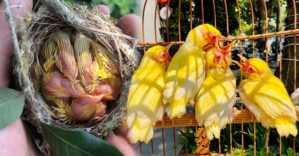 The miraculous makeover of the nest of 4 giant mutant birds that Chapter Tailor bought