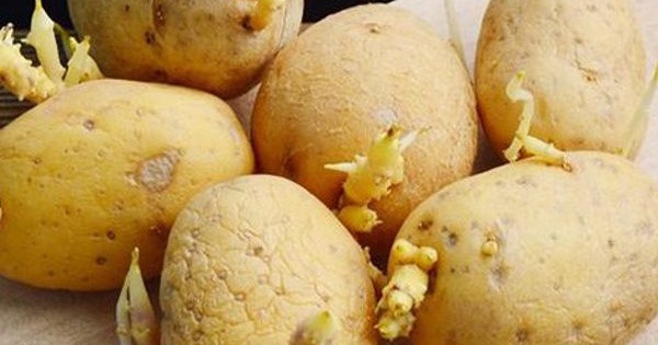 Can sprouted potatoes be eaten?