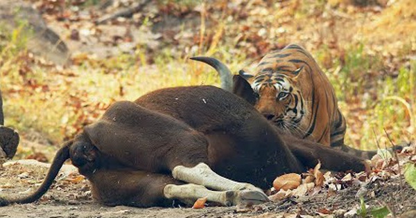 Gaur rushes to rescue his fellows from the tiger, but unexpectedly offers meals to the enemy with his own hands