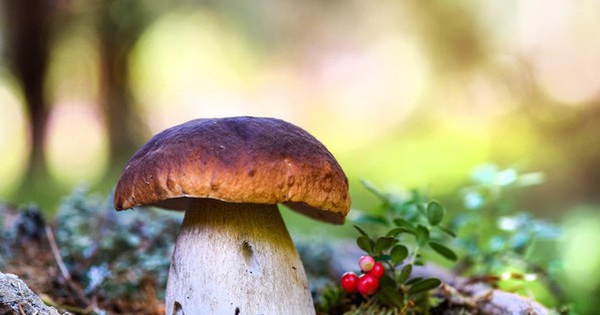 Mushrooms can talk like humans