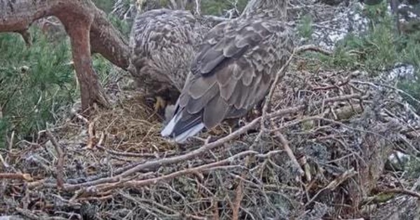 White-tailed eagle appeared in Scotland, hidden camera recorded close-up of hatching eggs