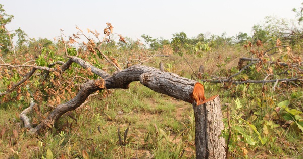 400ha of natural forest in Dak Lak has been destroyed