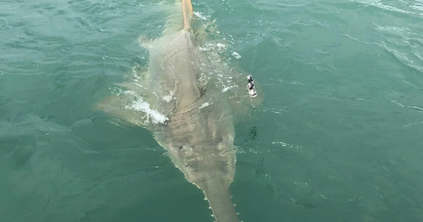 Man encounters a 4-meter-long ‘beast’ during a fishing trip at sea