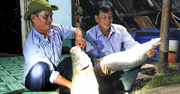 “Hunting” seabass at Silver Island