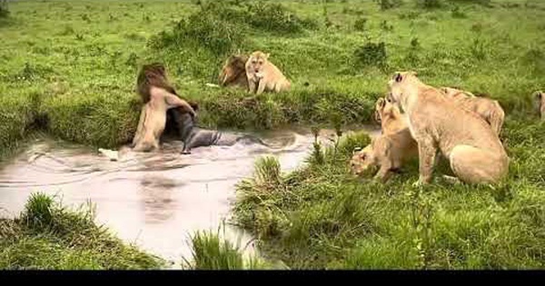 Being attacked by a herd of lions, buffalo always jumped into the water, it was a wrong decision!
