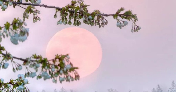 Don’t miss the amazing “Pink Moon” this weekend