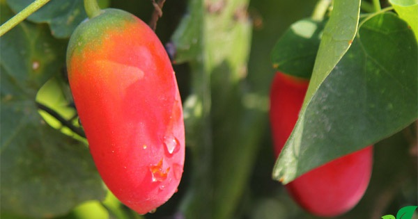 The girl picked the poisonous berries to eat, many people rushed to stop