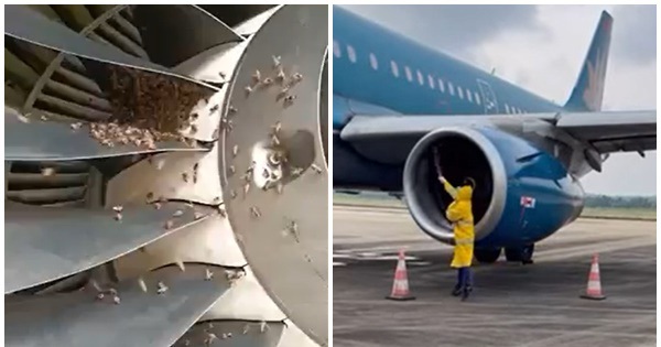 The bees cling to the plane’s engine, the whole flight has to be halted