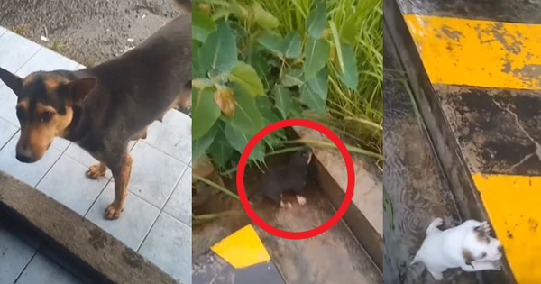 Being approached by a black dog, following it, the man witnessed the touching scene