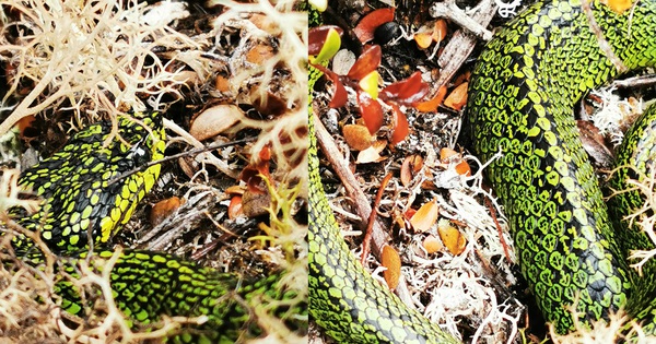 The man discovered the extremely rare ’emerald’ snake in the high mountains, dangerous?