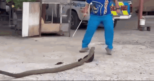 Close-up of a king cobra nearly 4 meters long, breaking into people’s houses