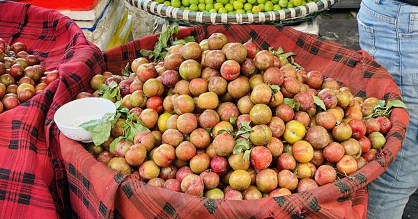 Post-Son La plums at the beginning of the season “cheap” still attract buyers