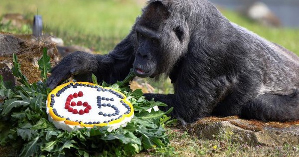 Zoo celebrates world’s oldest gorilla’s birthday