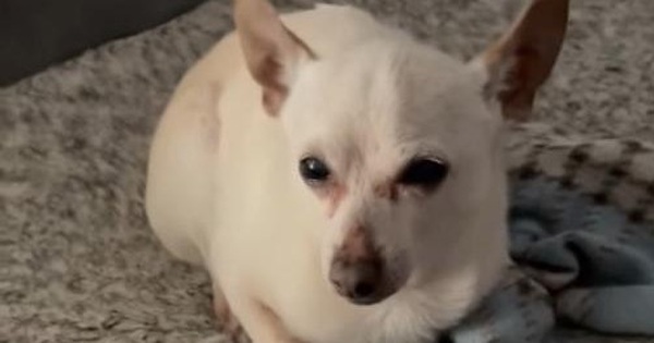 The oldest Chihuahua dog in the world, lives longer than the average lifespan of the species