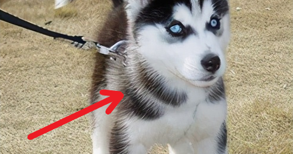 Spending 50 yuan to buy a Husky dog ​​online, the guy was both crying and laughing when he received it
