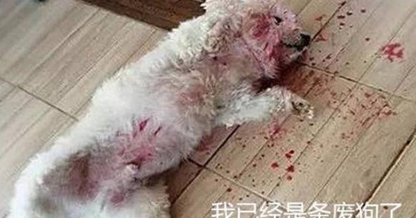 Seeing the pet dog lying in a pool of blood, the owner panicked and was about to take him to the hospital, but when he approached, he “falled back”.