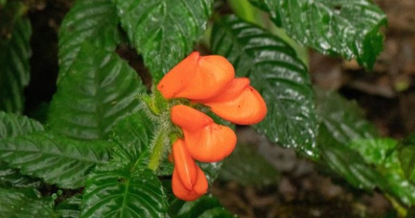 The flower appeared after 36 years of extinction